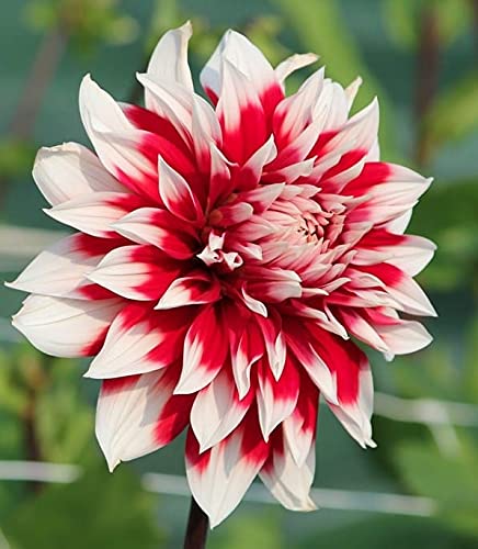 See full amazon price history chart for Siddhi Vinayak Gallery® Dahlia Bulbs for Home Garden Outdoor Yard Planting Rare Species Decorative Courtyard Beautiful Annual Rhizome Spring Flower Bulbs (pack of 6 flower bulbs) Siddhi Vinayak Gallery® Dahlia Bulbs for Home Garden Outdoor Yard Planting Rare Species Decorative Courtyard Beautiful Annual Rhizome Spring Flower Bulbs (pack of 6 flower bulbs) (B099JMLZ5X) Amazon Price History, Amazon Price Tracker