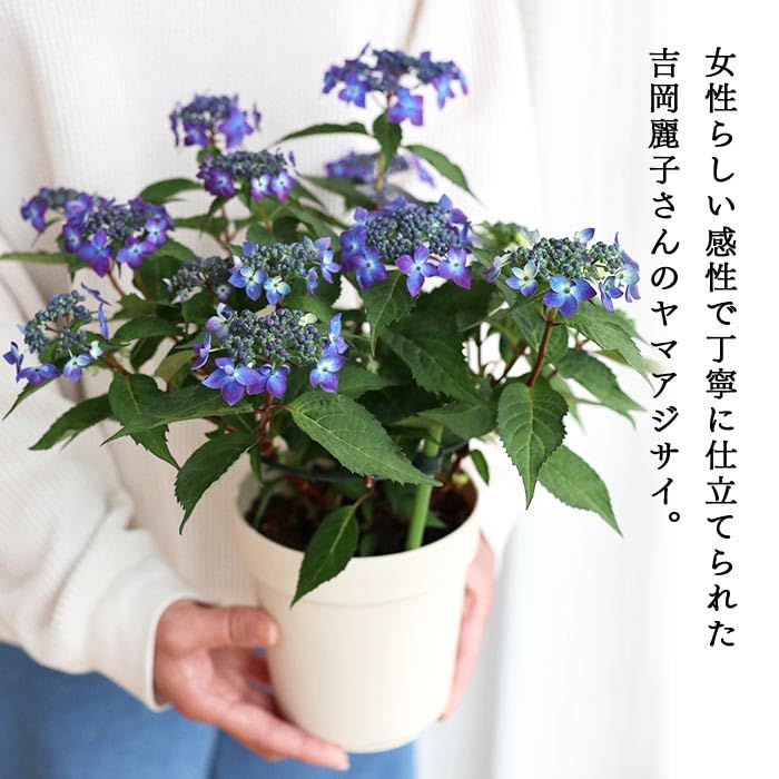 Amazon.co.jp: 吉岡麗子さんの山アジサイ 藍姫 ブルー 4号鉢