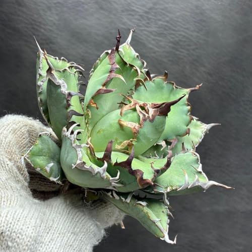 観葉植物 チタノタ 希少」の人気商品一覧 | 安い商品を通販サイトから