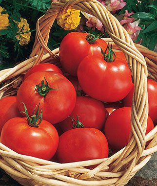 Burpee Early Girl Hybrid Tomato Seeds