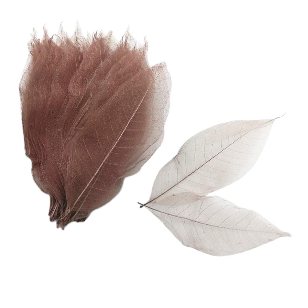 100x Natural Magnolia Skeleton Leaf Leaves Scrapbooking Coffee