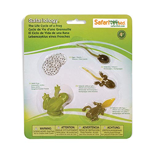 Safari Ltd. Life Cycle of a Frog Figurine Set - Miniature Educational Biology Toy for Boys, Girls, and Kids Ages 4+