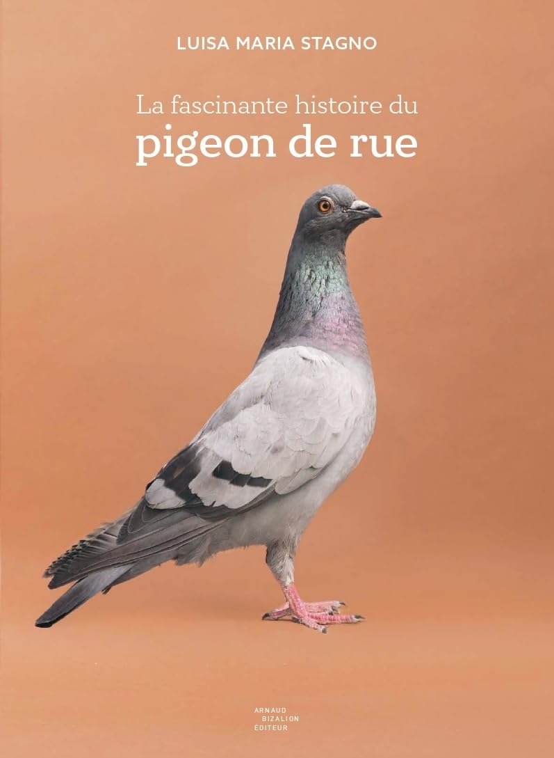 Histoire du pigeon de rue guide ornithologie urbaine et comportement des oiseaux