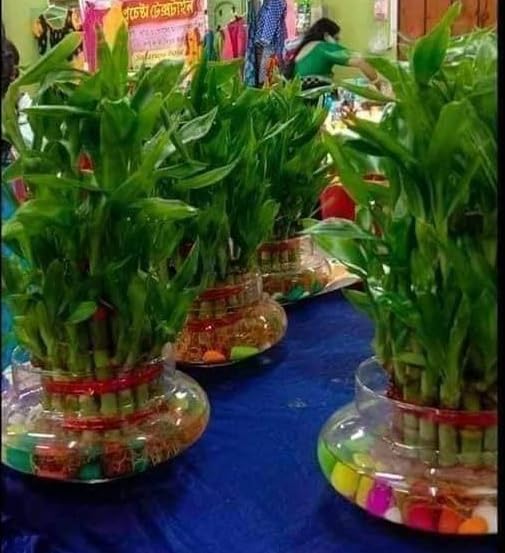 Manju Nursery 3 Layer Lucky Bamboo Plants For Home Decor Chinese Water Bamboo Friendship Bamboo Lucky Bamboo Ribbon Plant Water Bamboo Dracaena sanderiana | Vastu Bamboo without Pot | Good Luck Plant