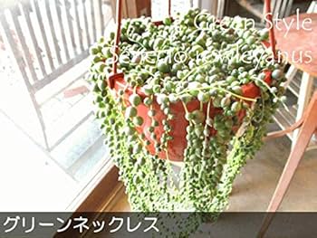 がーべら　斑入りグリーンネックレス15cm吊り鉢 2つ がーべら 斑入りグリーンネックレス15cm吊り鉢 2つ がーべら