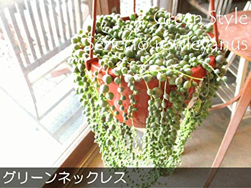 Amazon｜グリーンネックレス 6号吊り鉢 鉢植え 多肉植物