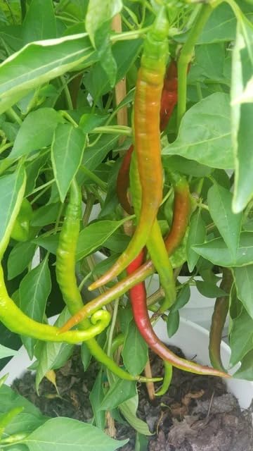 Natura GreenHouse Chili Seeds, green chilli seeds Hybrid F1 chilli seeds for home gardening (200 Long Chili Seeds)-image-22