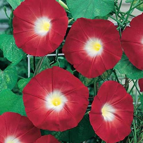 Red Morning Glory - Vid trepadora | 100 semillas para plantar | Hermosa vid floreciente, flores escarlata
