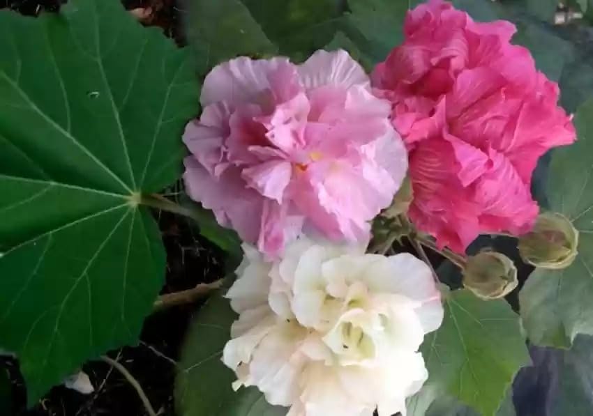 See full amazon price history chart for GOLDEN BLOOM land lotus plant Changeable Rose (1 Healthy Live Plant) Confederate Rose Double Petal cotton rose plant, Chinese Rose, Cotton Rose Chinappratti Semburutti Neladavare Charate Bettadaavare GOLDEN BLOOM land lotus plant Changeable Rose (1 Healthy Live Plant) Confederate Rose Double Petal cotton rose plant, Chinese Rose, Cotton Rose Chinappratti Semburutti Neladavare Charate Bettadaavare (B0CP67QR1T) Amazon Price History, Amazon Price Tracker