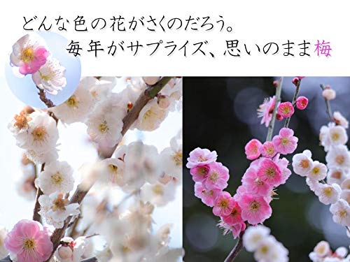 Amazon.co.jp: 梅盆栽 盆栽 (思いのまま梅咲き分け梅) : DIY