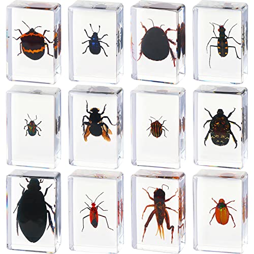 12 Pcs Insect Specimens for Kids Bug Collection Kit Real Specimens of Various Butterflies Beetles, Kids Biology Science Educational Toy, Back to School Gift for Classroom Teacher Student(Cricket)
