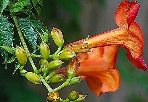 Image of live plants (TECOMA PLANT)