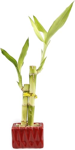 Miniatura 7 de Juego de 3 arreglos de bambú de la suerte viva con 2 tallos en macetas cuadradas rojas de cerámica, juego de tres plantas de bambú de la suerte de 6