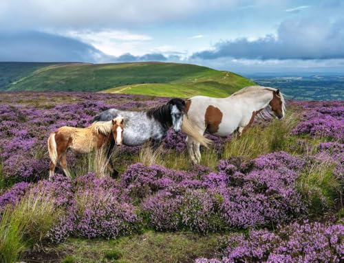 Ravensburger Puzzle Chevaux 2000 Pièces Puzzle Adulte - vue 3