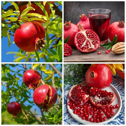 30+ Pomegranate Seeds for Planting Heirloom & Non-GMO Pomegranate Fruit Tree Seeds Sweet Juicy Fruits Low Maintenance Outdoor Garden