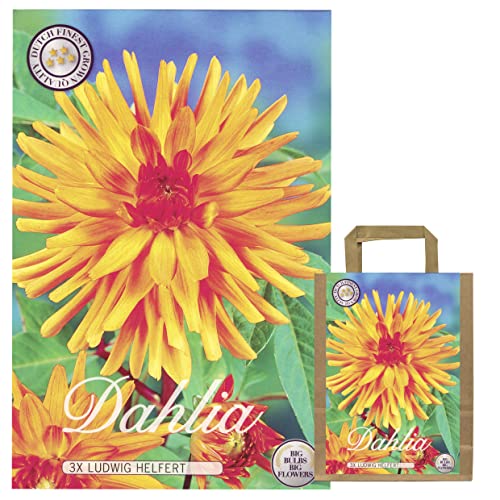 Sommerblumen Dahlien Knollen Blumenzwiebeln Mix Dahlia Bunte Auswahl im Mix für Sommer Blume Knolle Blumezwiebel Set Bunte Blüten mehrjährig (3 x Dahlien Ludwig Helfert)