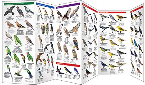 Caribbean Birds: A Folding Pocket Guide to Familiar Species (A Pocket Naturalist Guide) - Image 4
