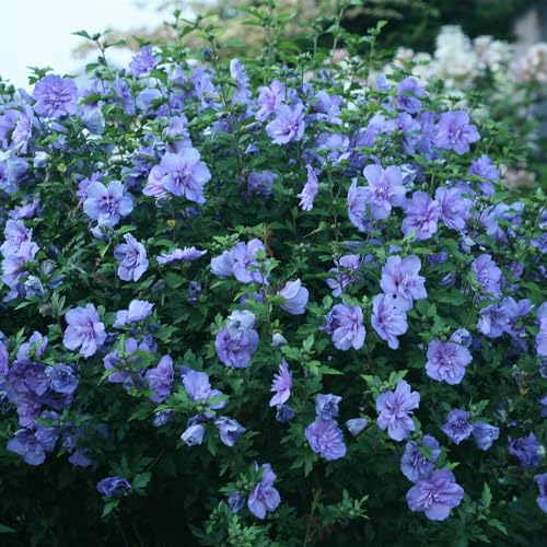 2 Gallon Proven Winners Blue Chiffon Hibiscus Shrub 2 Gallon Proven Winners Blue Chiffon Hibiscus Shrub