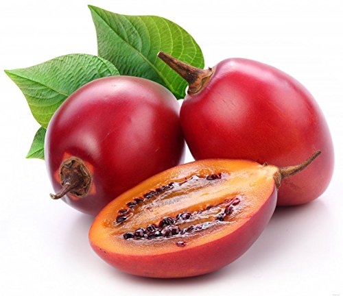 Tamarillo Tree Tomato Tamamoro Tomate de Arbol Seeds 35 PCS