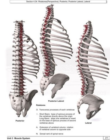 Realism: A Study in Human Structural Anatomy