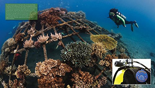 Reef Life: A Guide to Tropical Marine Life - Image 9