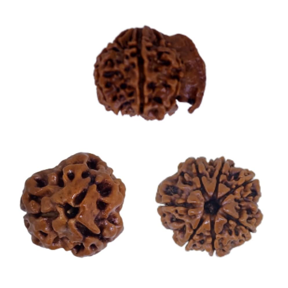 PUSHKARA Natural Ganesh, 3, 7 MUKHI Combination RUDRAKSHA Certified - Nepal | Brown | PJTLG37M01 for Prosperity and Success - Astrological Benefits - Unisex Pendants - Positive Energy for Men & Women-image-16