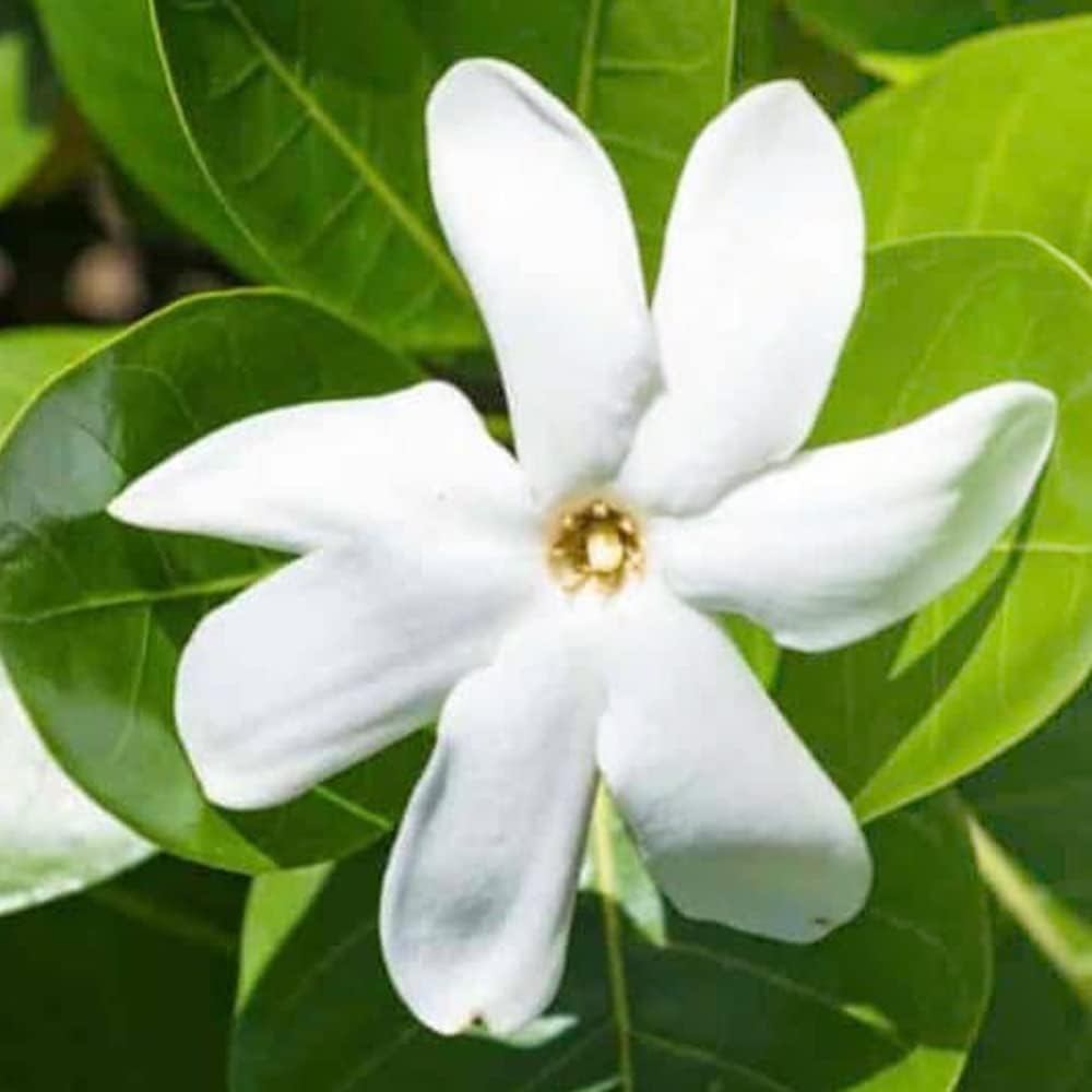 Amazon.co.jp ティアレ タヒチ(タヒチクチナシ) 10.5cmポット苗【品種で選べる熱帯花木/1個売り】学名:Gardenia