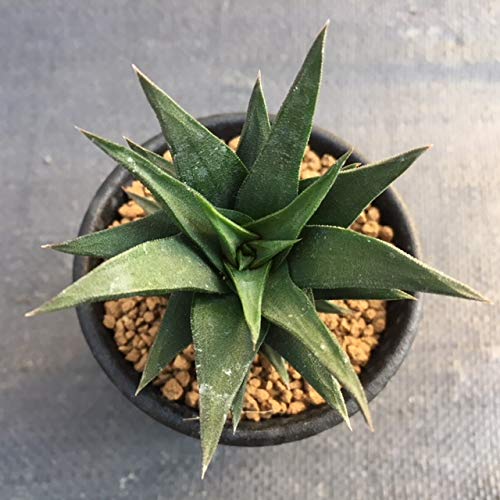 Amazon.co.jp: 多肉植物：ハオルチア 五重塔*幅6cm: ホーム＆キッチン