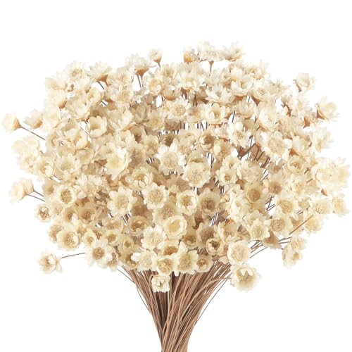 300 STK Getrocknete Blumen Brasilianische Weiß Kleine Sternblume ...