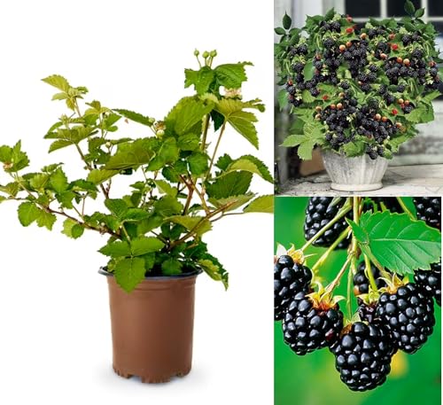 Air Layered Live Blackberry Fruit Plant, Thornless Blackberry Tre...