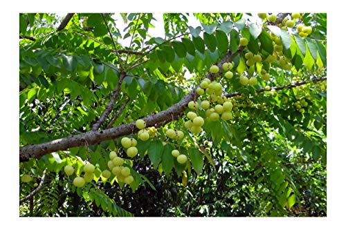 Phyllanthus emblica Seeds Indian Gooseberry Indoor -Outdoor Gardening Hummingbirds and Butterflies Love to Visit The Lovely Little red Blooms Blooms (20)