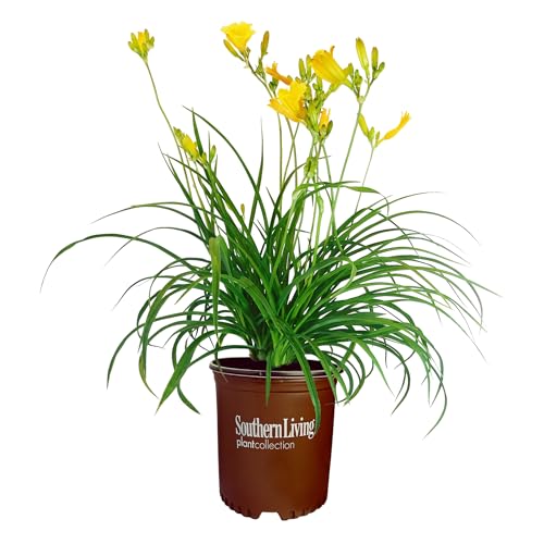 Southern Living 1 Gal. Stella Daylily Plant