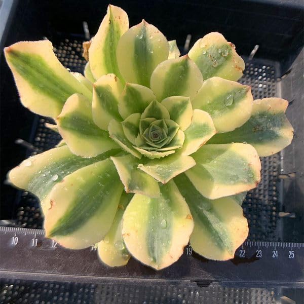 Amazon.co.jp: 農園直売 多肉植物 寄せ植え アエオニウム属 抹茶ソーダ