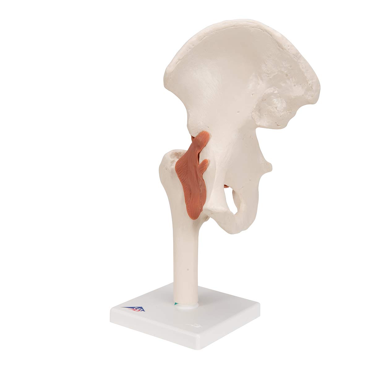 3B Scientific A81 Articolazione dell'Anca, Modello Funzionale + software gratuito di anatomia - 3B Smart Anatomy