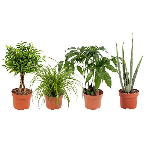 Indoor Plants from Botanicly 4 × Cat Grass, Aloe Vera Plant, Weeping