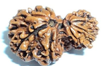 Gemstone King Nepal Beads Naturally Joined Garbh Gori Rudraksh Original Certified By Lab Precious Garbh Gauri Rudraksharam With Silver Capping For Everyone Garbha Gauri Ruthratcham