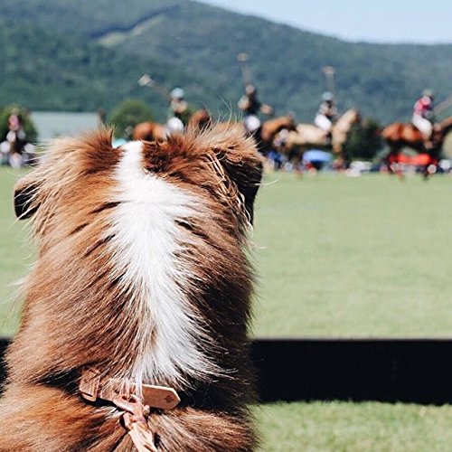 Copper Leaf Leather Handmade Personalized Bridle Leather Dog Collar Engraved Pet Name thumb #5