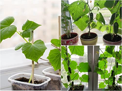 Seedsup - 10+ Indoor Cucumber F1 Self-Pollinating - Vegetable Green #TOP2