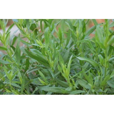 Russian Tarragon Seeds by Ohio Heirloom Cover