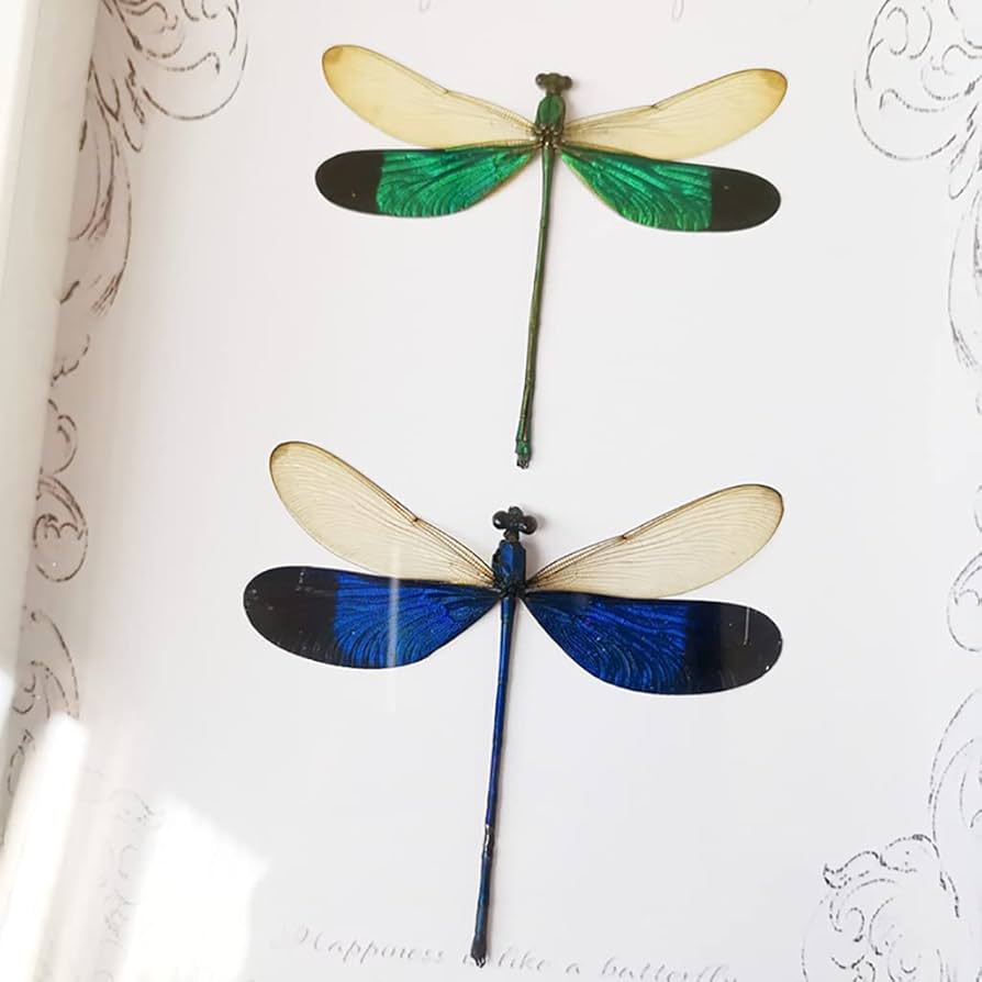 トンボ 標本 Amazon.co.jp: トンボの標本、装飾的な昆虫の標本のフレーム