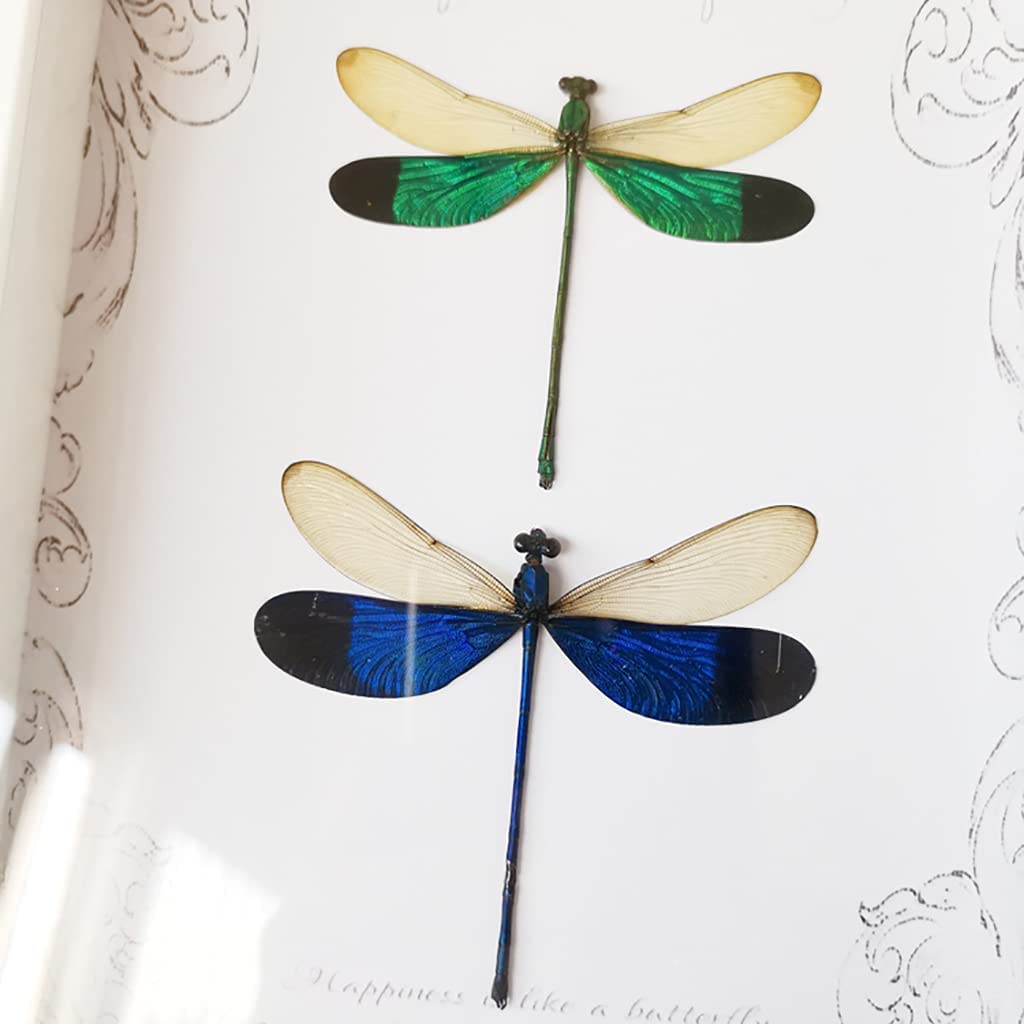 Amazon.co.jp: トンボの標本、装飾的な昆虫の標本のフレーム