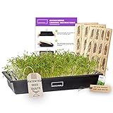 HAMAMA Home Microgreens Growing Kit - Cilantro Sprouts Growing Kit, Sprouting Kit - Grow Your Own Micro Greens Indoor, Micro Greens Starter Kit with Microgreens Tray, Microgreen SeedsγCilantro Seedsγ