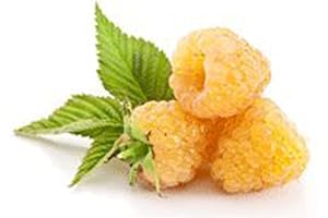 `Grow Your Golden Bloom Raspberry Plant - Limitless, Year-Round Harvests`