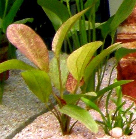 10 Töpfe + 10 Bund Wasserpflanzen, Aquarienpflanze