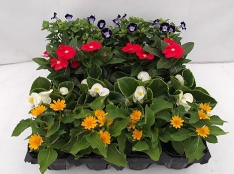 Amazon Co Jp 夏の花壇苗4種 ベゴニア メランポジューム 日々草 トレニア 16ポットセット ホーム キッチン Amazon Co Jp 夏の花壇苗4種 ベゴニア メランポジューム 日々草 トレニア 16ポットセット ホーム キッチン