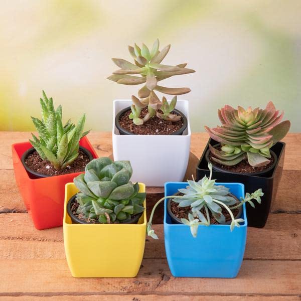 Sponsored Ad - Mphmi Perennial NCR Plants Top 5 Cute Succulents Green Rose Succulent Graptopetalum macdougallii, Laxmi Kamal Succulent Aloe juvenna Succulent Crassula Campfire Succulent Graptosedum species Succulent