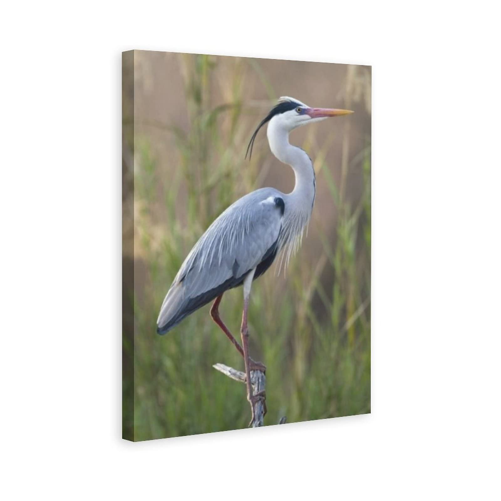 Animal Beautiful Bird Great Blue Heron Stand Branch 17 Canvas Poster Wall Art Decor Print Picture Paintings for Living Room Bedroom Decoration 16x24inchs(40x60cm)