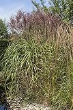 Phragmites australis 9x9 cm Topf – Winterhart, Mehrjährig, Pflegeleicht – Schilfrohr – Teichpflanze für Teichrand & Sumpfzone