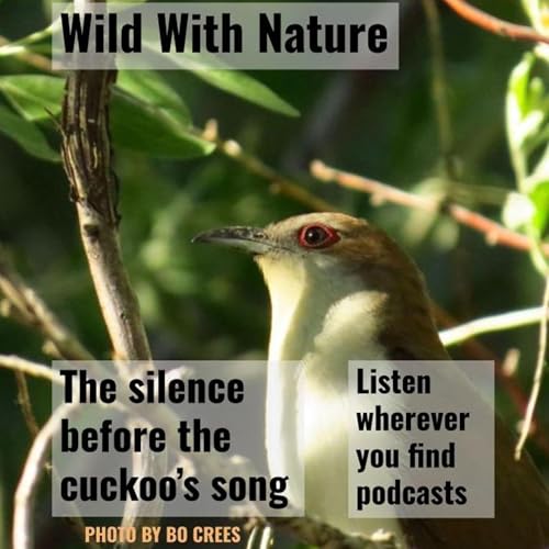 『The silence before the cuckoo's song』のカバーアート