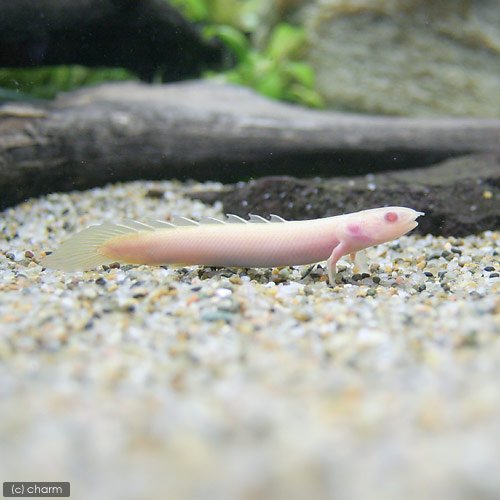 Amazon | （熱帯魚）ポリプテルス・セネガルス アルビノ Sサイズ（3匹